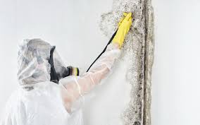 Forensic Mold Investigation in Hybla Valley, VA